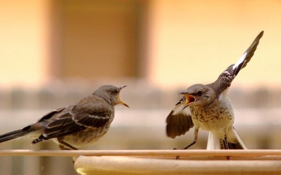 arguing birds
